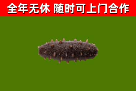 晋城烟酒回收干海参.jpg